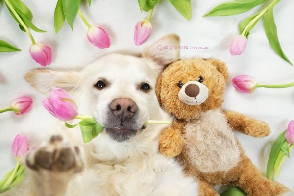 i-photograph-my-dogs-enjoyng-spring-time-2__880