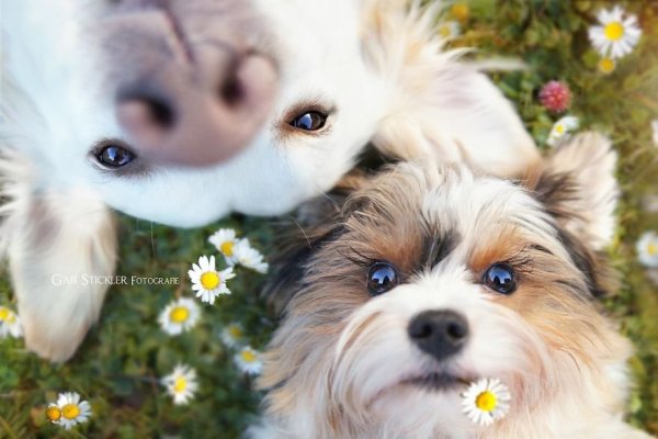i-photograph-my-dogs-enjoyng-spring-time-3__880