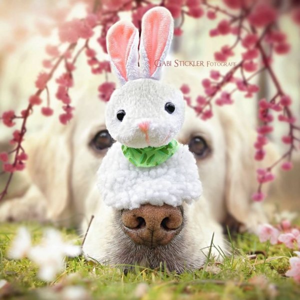 i-photograph-my-dogs-enjoyng-spring-time-4__880 (1)