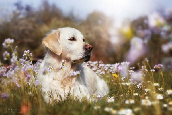 i-photograph-my-dogs-enjoyng-spring-time-5__880 (1)