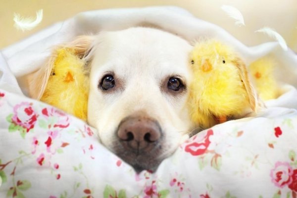 i-photograph-my-dogs-enjoyng-spring-time-6__880 (1)