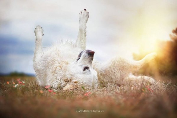 i-photograph-my-dogs-enjoyng-spring-time-7__880 (1)