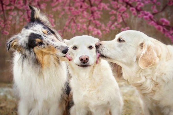i-photograph-my-dogs-enjoyng-spring-time-8__880