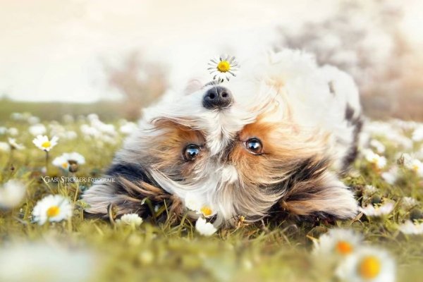 i-photograph-my-dogs-enjoyng-spring-time-9__880 (1)
