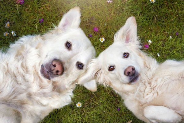 i-photograph-my-dogs-enjoyng-spring-time-9__880