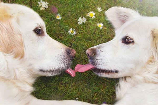 i-photograph-my-dogs-enjoyng-spring-time__880